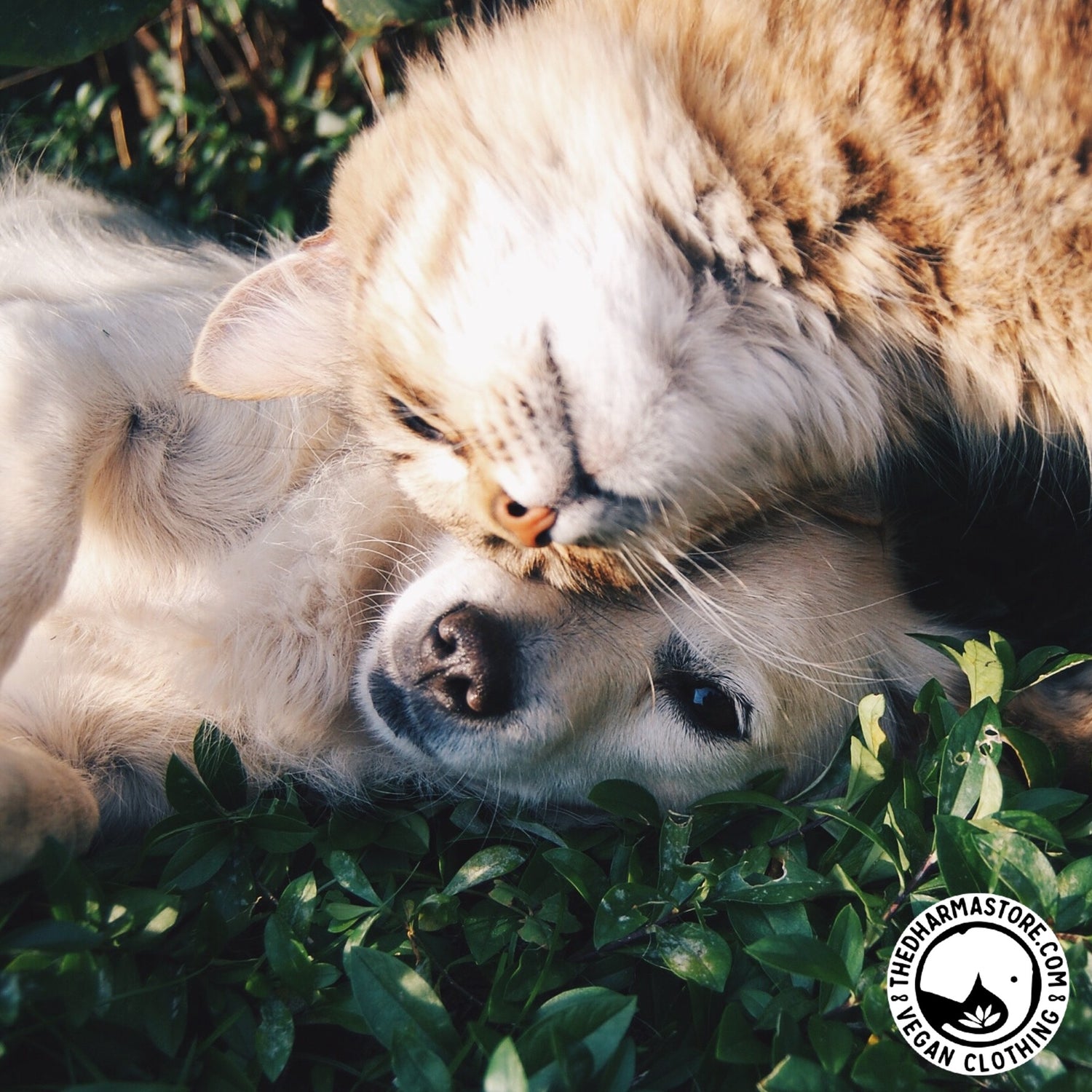 Switching to Vegan Pet Food: Healthier, Sustainable and Easy